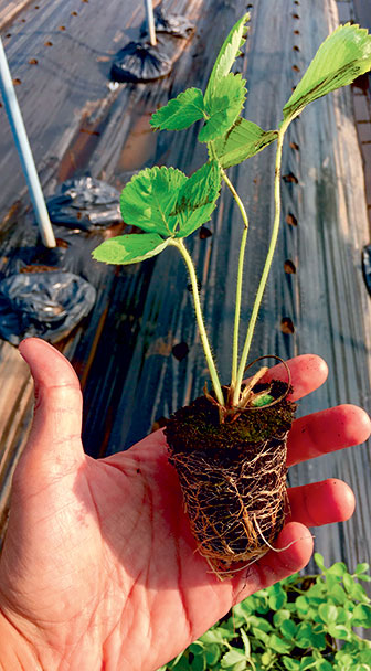 Strawberry seedling