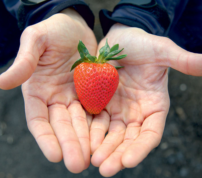 Strawberry production